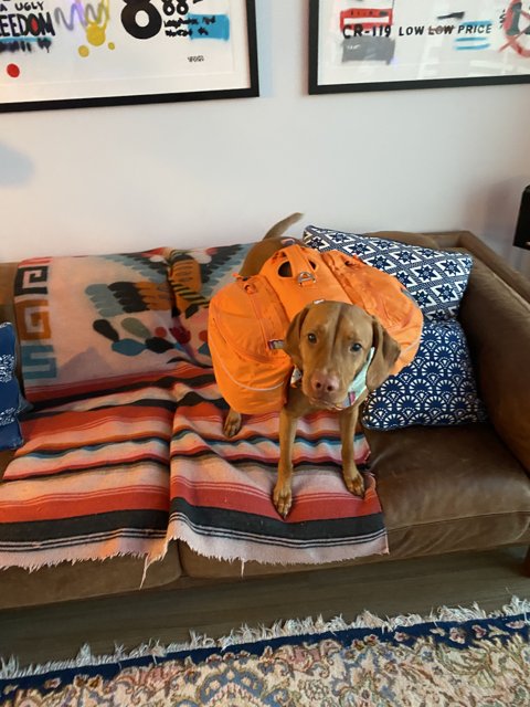 Pumpkin Pup on the Cozy Couch