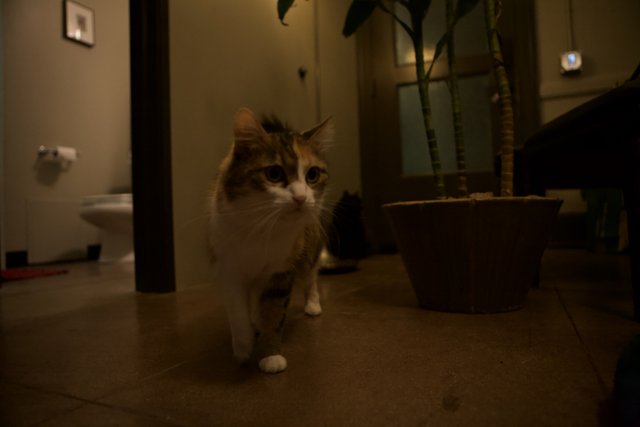 #TBT: Cat and Plant in the Night