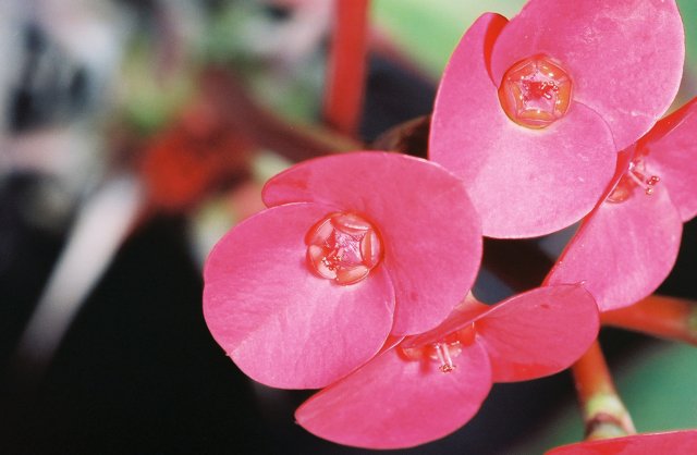 Pink Geranium Flower Close Up