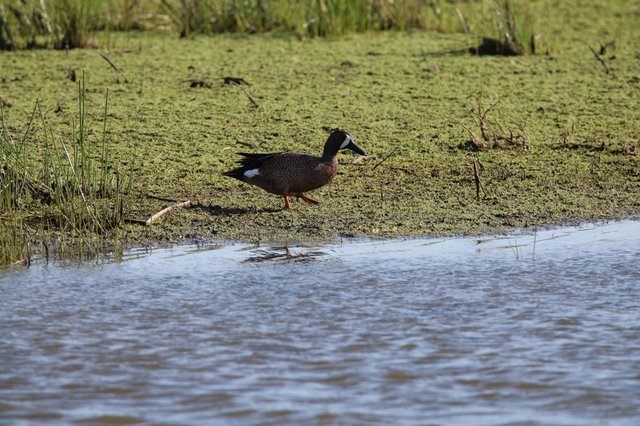 Blue-winged Teal Duck in Wetland Habitat