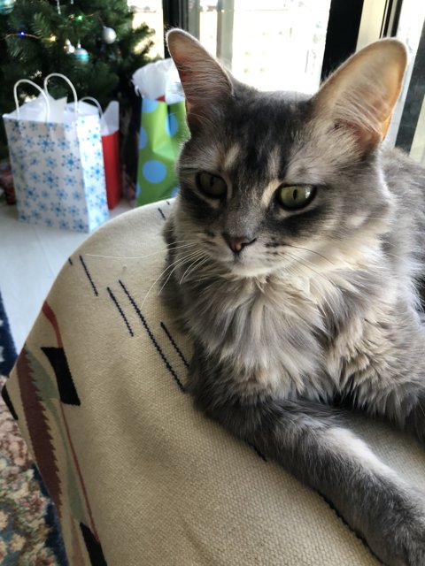 The Christmas Cat Chair