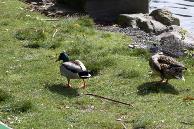 A Stroll by the Pond