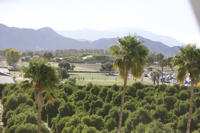 Window View of Palm Trees and Mountains
