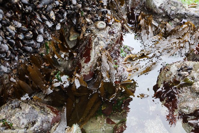 Thriving Intertidal Life at Schoolhouse Beach Tide Pools