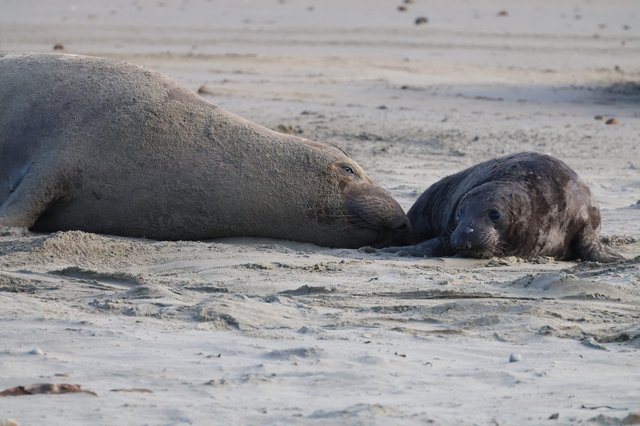 Elephant Seal Mother and Pup Resting on Beach