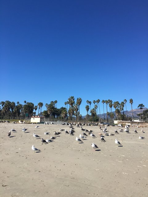 Flock of Seagulls Bask in the Summer Sun Near Palm Trees