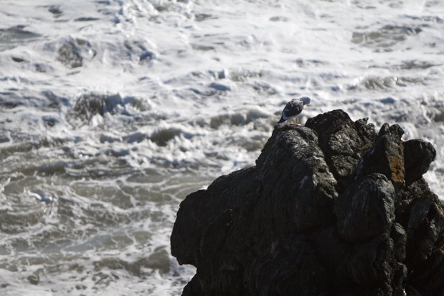 Seagull Perched on Shoreline Rock, Overlooking the Ocean