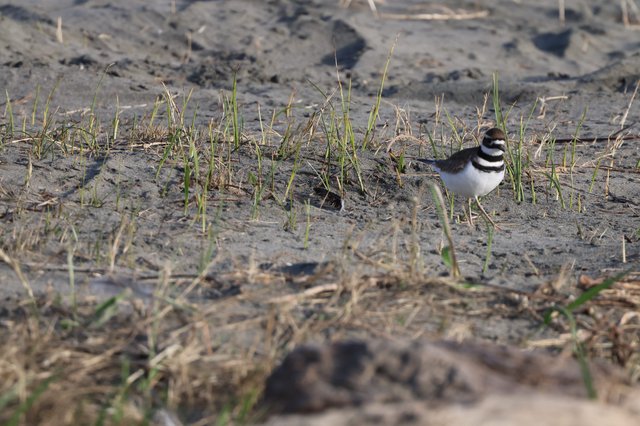 Killdeer Foraging on Muddy Shoreline at Drakes Beach