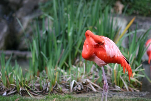 Graceful Flamingo on Land