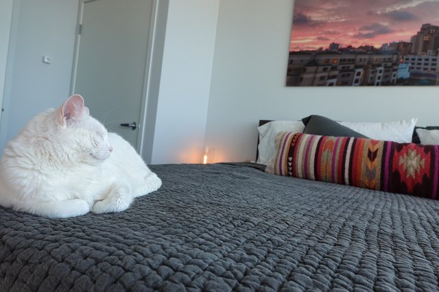 White Cat Resting on Modern Bedroom Bed