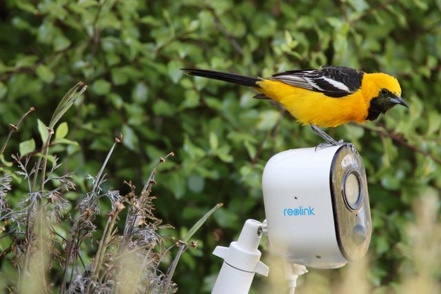 Hooded Oriole Perched on Security Camera