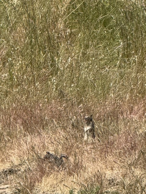 Silent Observer in the Grasslands