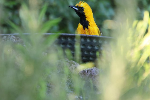 Hooded Oriole Perched Among Blurred Foliage