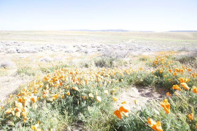Endless orange fields in the Mojave Desert