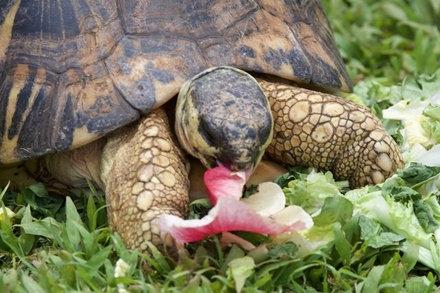 Serene Snacking at the Honolulu Zoo