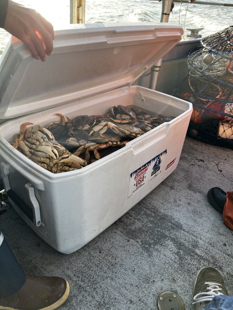 Crabs in the Cooler