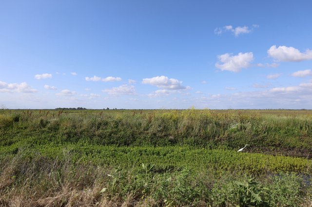 White Egret in Expansive Wetland Grasslands