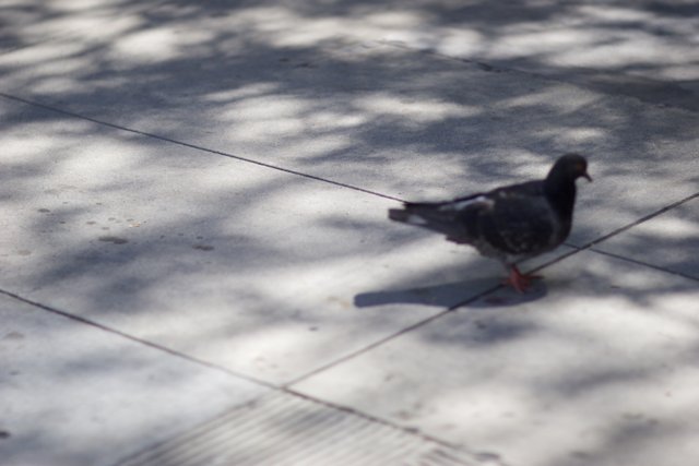 The Pigeon on the Sidewalk