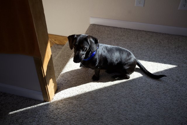 Black Labrador Retriever Guarding Hardwood Floors
