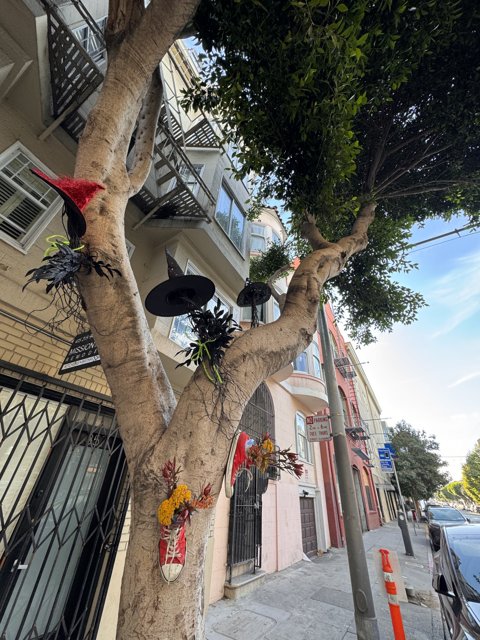 The Eccentric Tree of San Francisco