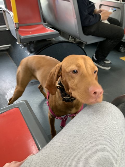 Canine Commuting in San Francisco