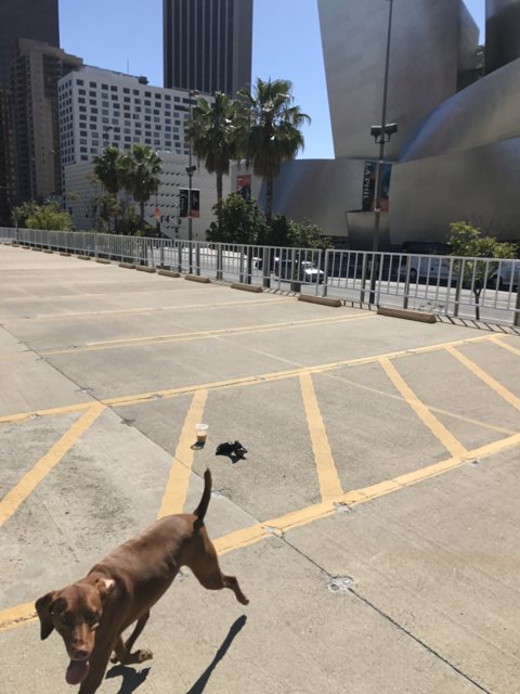 Urban Canine Adventure