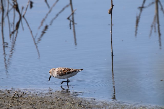 Western Sandpiper Foraging in Shallow Wetland Waters