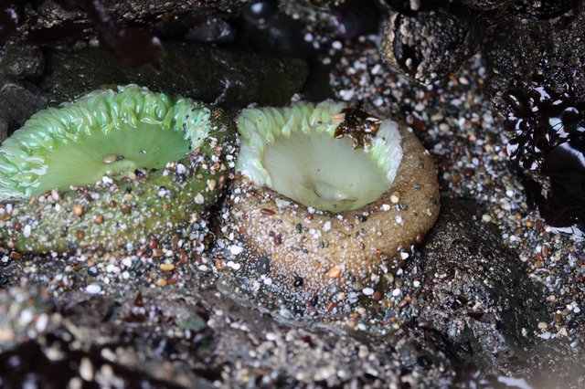 Giant Green Anemones at Low Tide in Rocky Pool