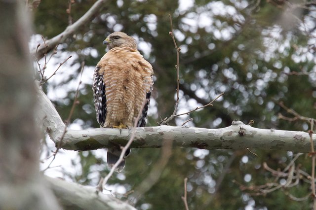Red-Shouldered Hawk Perched on Winter Branch