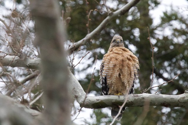 Red-Shouldered Hawk Perched on Winter Branch