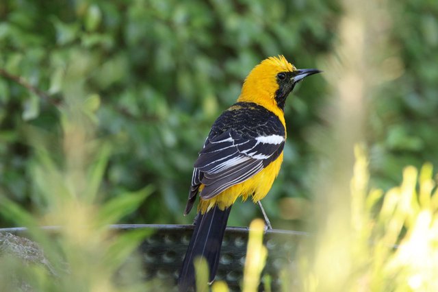 Hooded Oriole Perched on Garden Rail