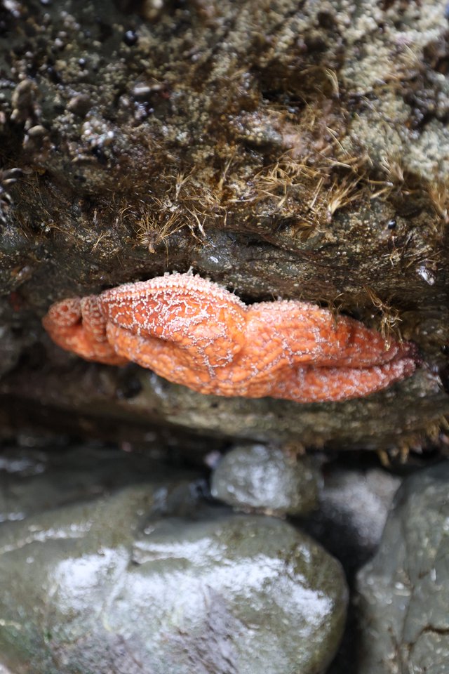 Orange Sea Star Wedged Between Intertidal Rocks