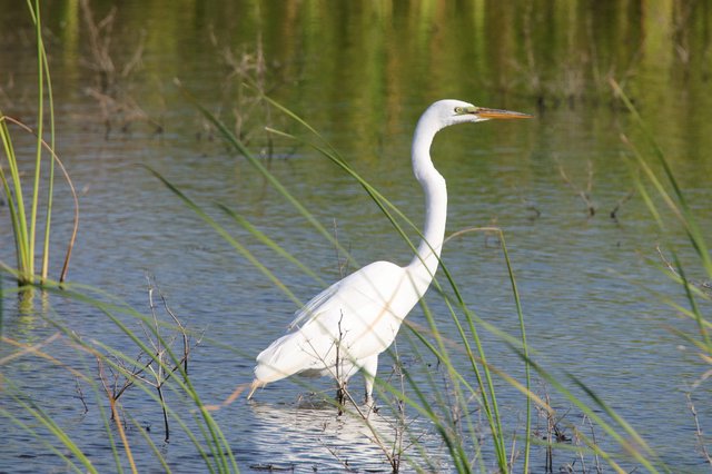 Great Egret Wading in Marsh Wetlands