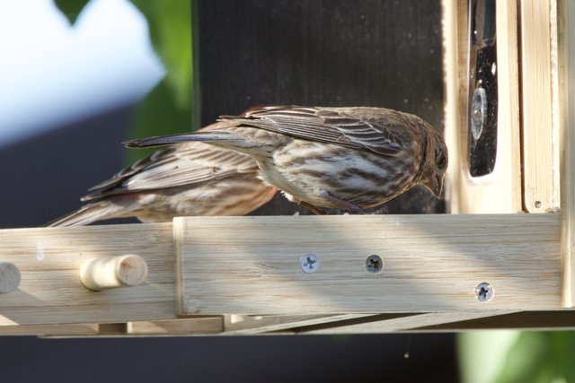 Feathered Friends at the Feeder