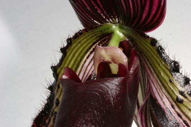 A Stunning Orchid with a Mysterious Center