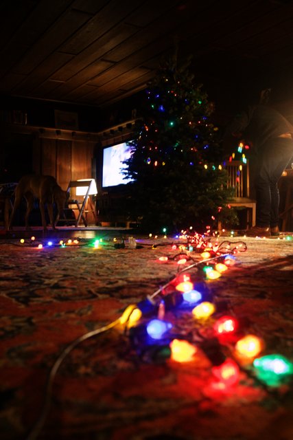 Illuminating Christmas Tree in Altadena