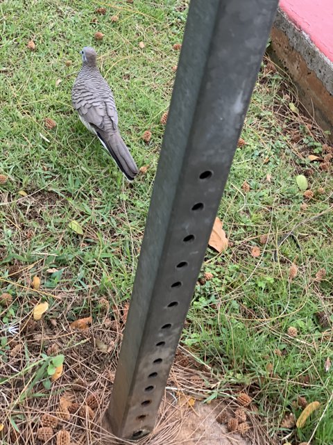 Pigeon and rusted metal pole at Waikiki Aquarium