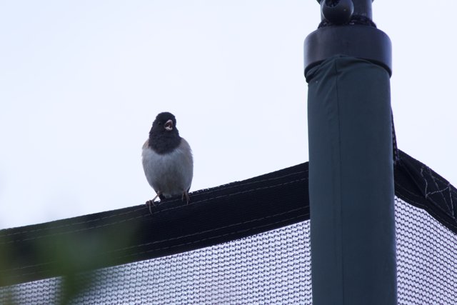 Serenade from the Perch