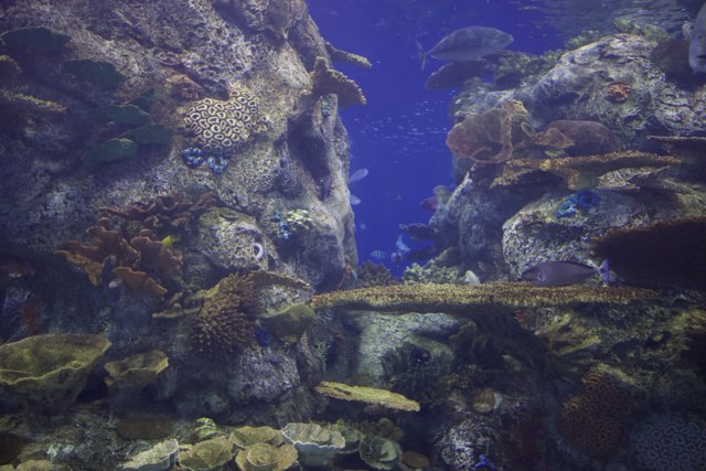 Rock Beauty in a Sea of Fish