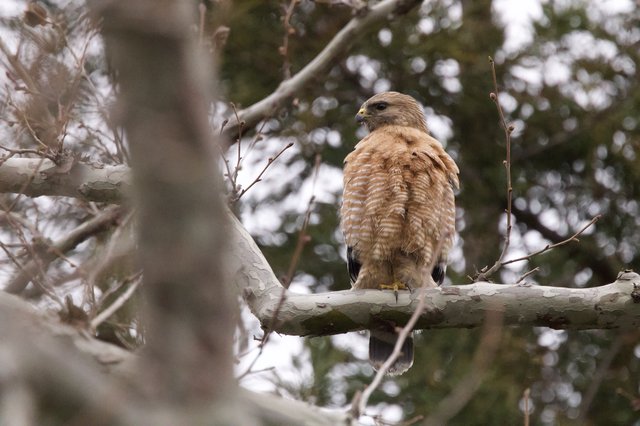 Red-Shouldered Hawk Perched on Winter Branch