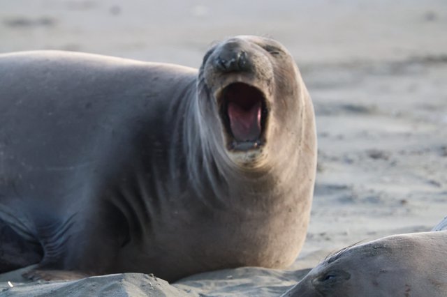 Young Elephant Seal Vocalizing at Drakes Beach