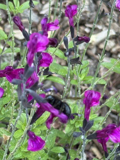 Buzzing Among Blooms