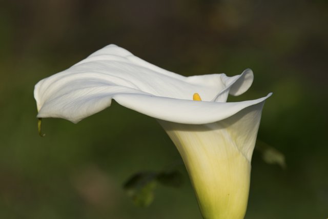 Elegance in Bloom: Fort Mason's White Calla Lily