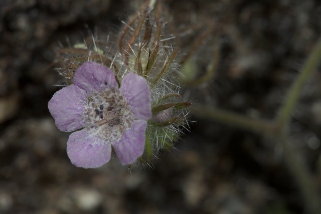 Vibrant Purple Geranium in Bloom