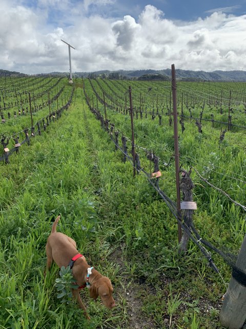 A Canine's Exploration of the Vineyard
