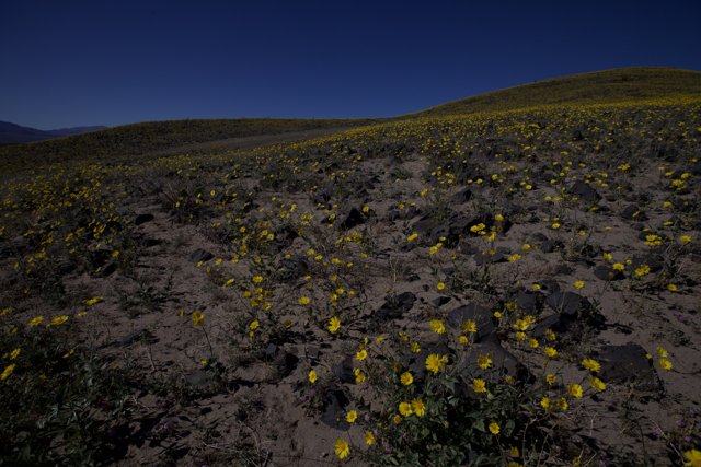 Blooming Wildflowers in the Desert Mountains