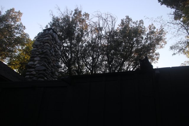 The Majestic Tree Against the Black Fence