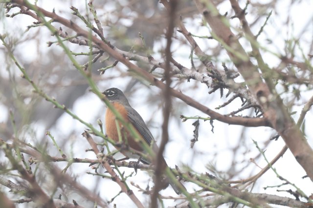 American Robin Perched in Early Spring Branches