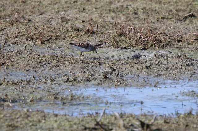 Least Sandpiper Foraging in Mudflat Habitat