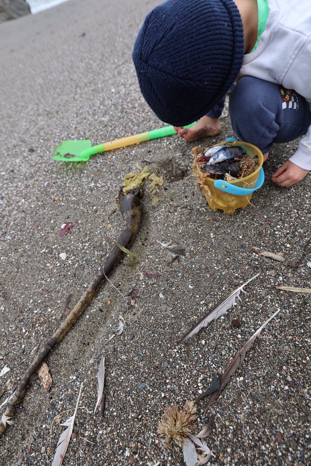 Young Explorer Collecting Beach Treasures at Low Tide